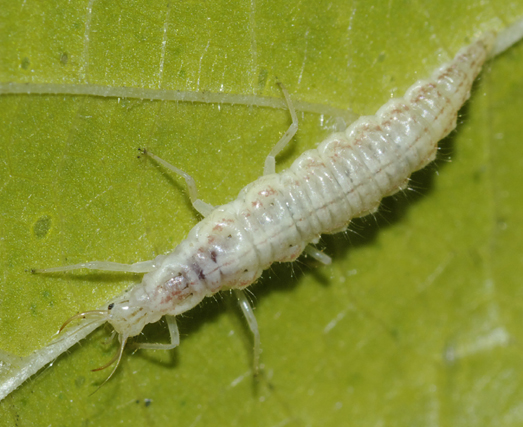 Larva [Nineta flava - Crisopide]